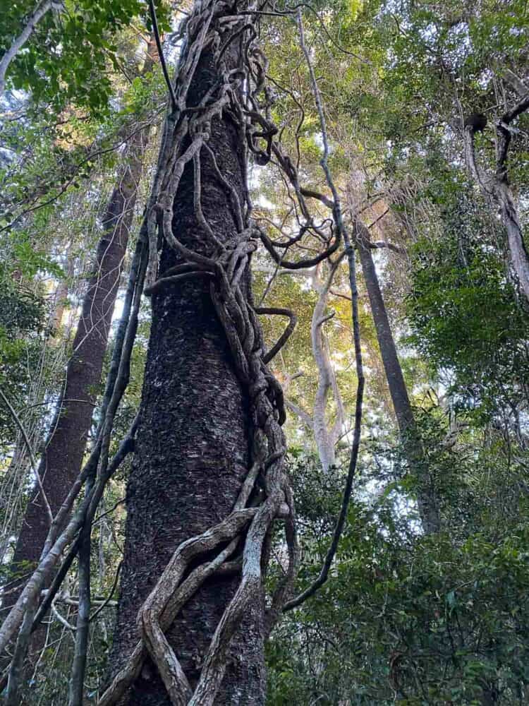 Tall tree with vines on the Palm Grove Walk, Noosa National Park, Queensland, Australia