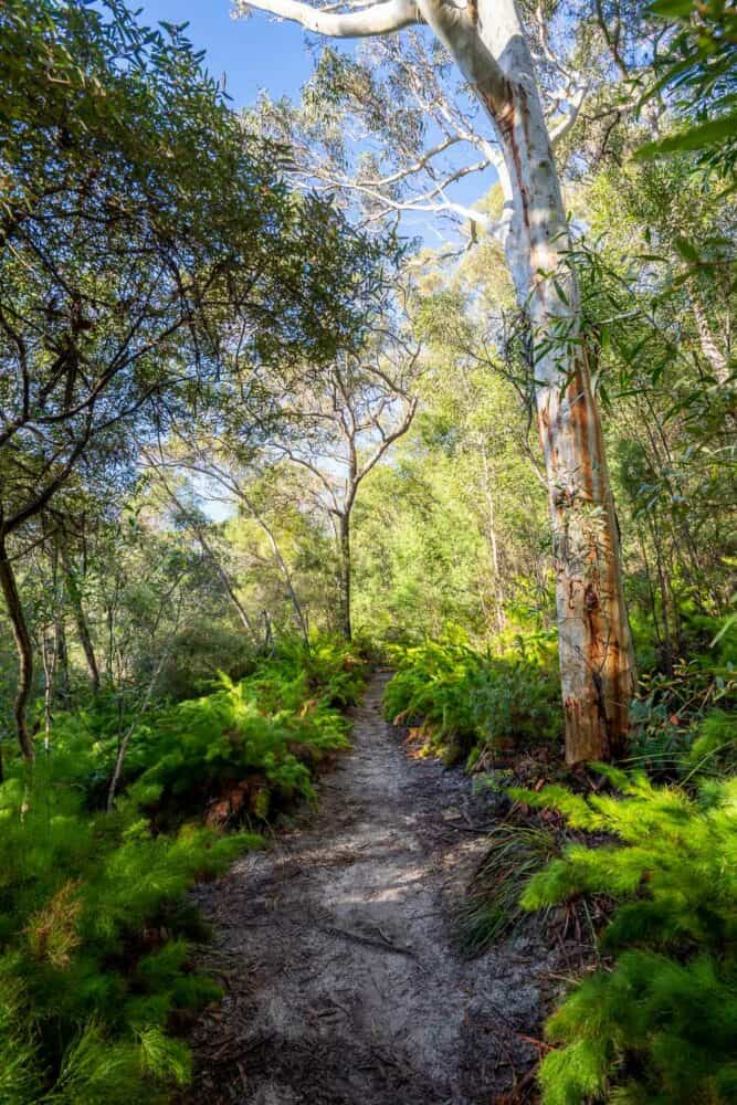 Eucalyptus forest along the Tanglewood Track, Noosa National Park, Queensland, Australia
