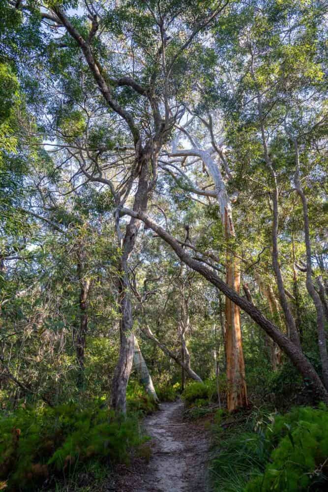Tall trees along the Tanglewood Track in Noosa National Park, Queensland, Australia