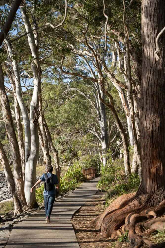 Paved path along the coastal walk to Tea Tree Bay, Noosa National Park, Queensland, Australia