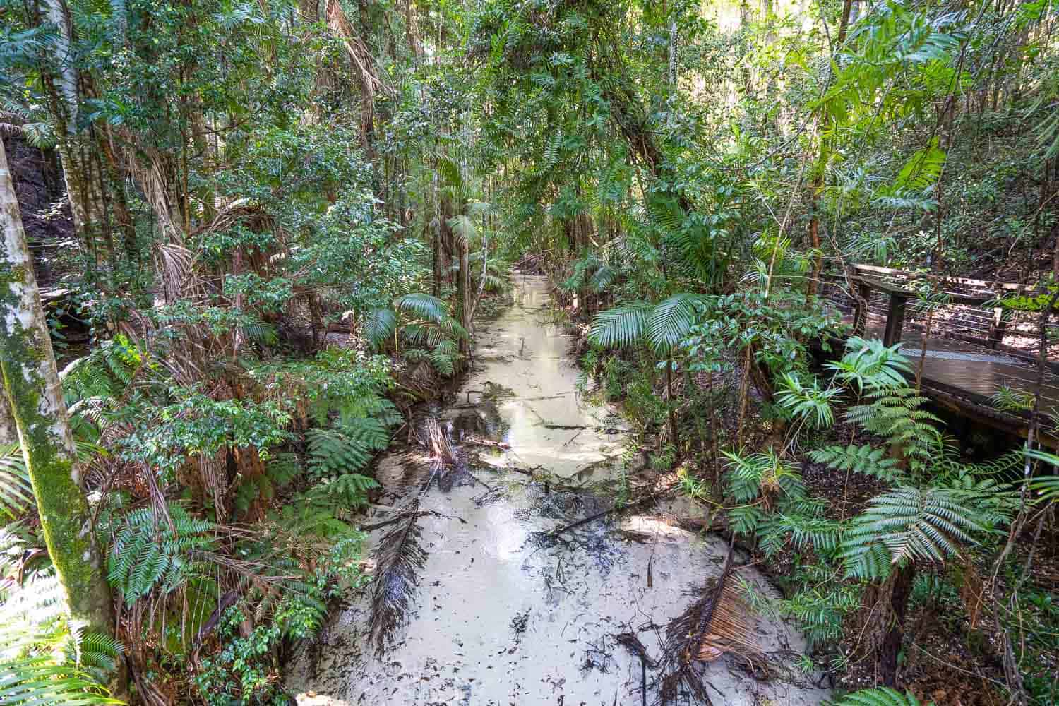 Wanggoolba Creek in Central Station, K'gari, Queensland, Australia