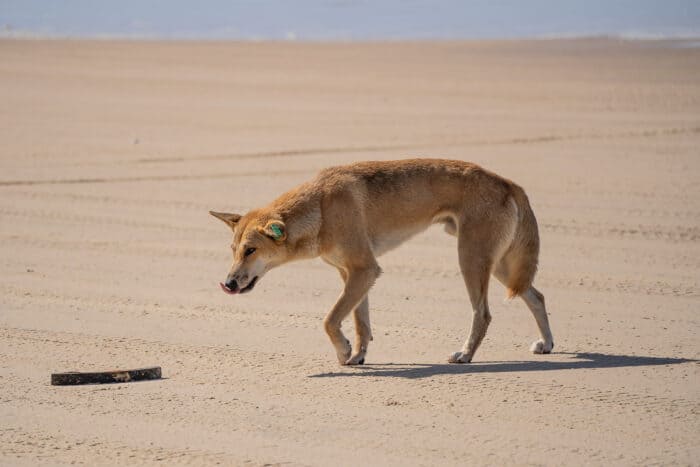 Dingo, K'gari, Queensland, Australia