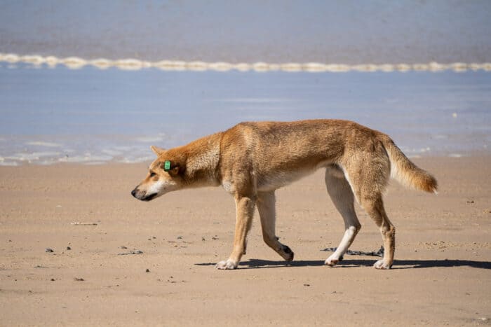 Dingo walking towards the sea, K'gari, Queensland, Australia
