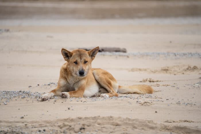 Dingo on a beach, K'gari, Queensland, Australia