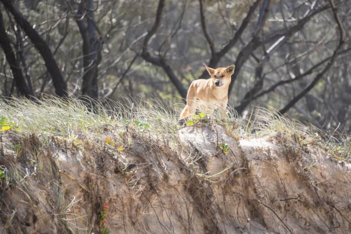 Wild dingo, K'gari, Queensland, Australia