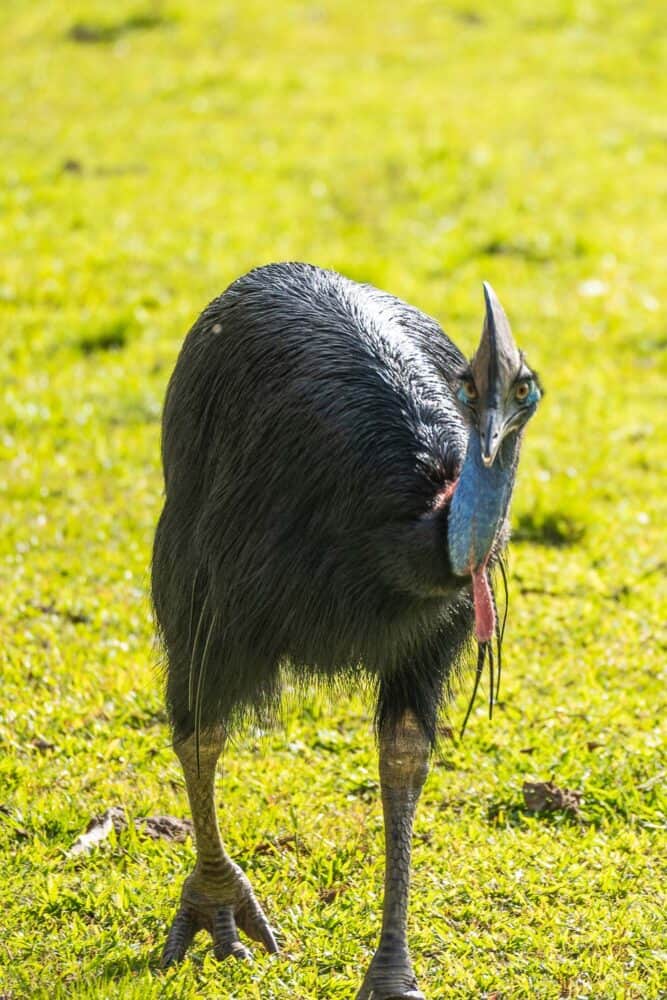 Cassowary on a green lawn, Mission Beach, North Queensland, Australia