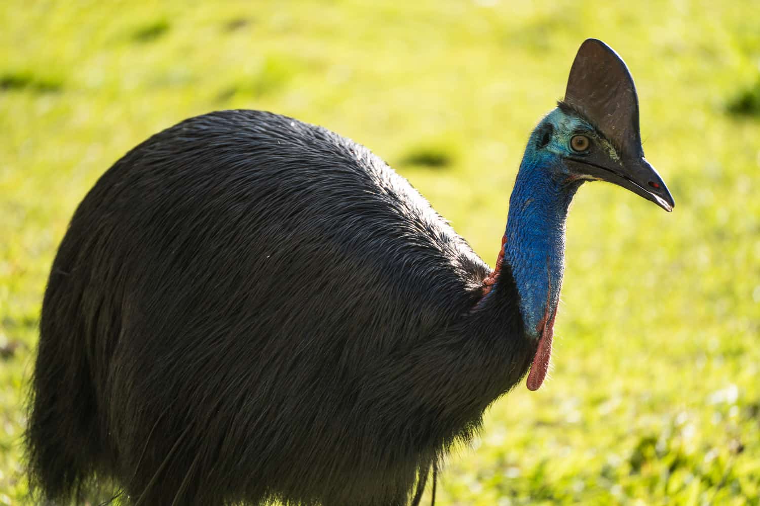 Cassowary, Mission Beach, North Queensland, Australia