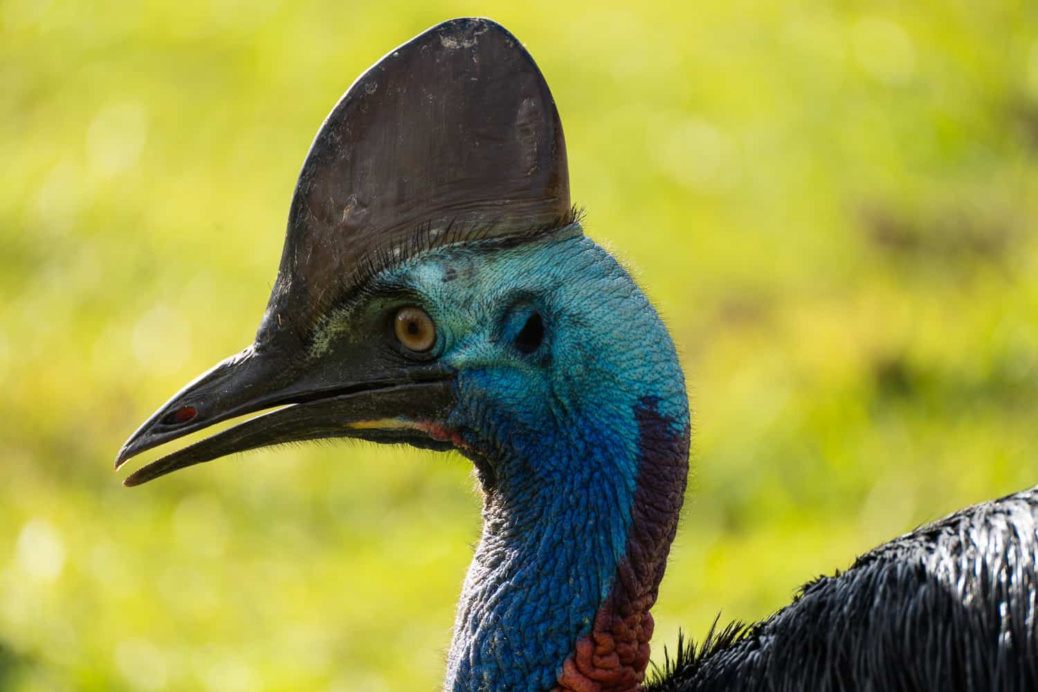 Close up of the distinctive blue markings on a Cassowary's head, Mission Beach, North Queensland, Australia