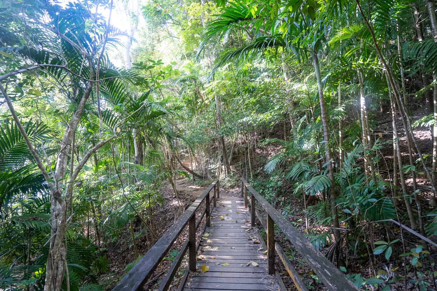 Boadwalk at the start of the Kennedy Walking Track, North Queensland, Australia