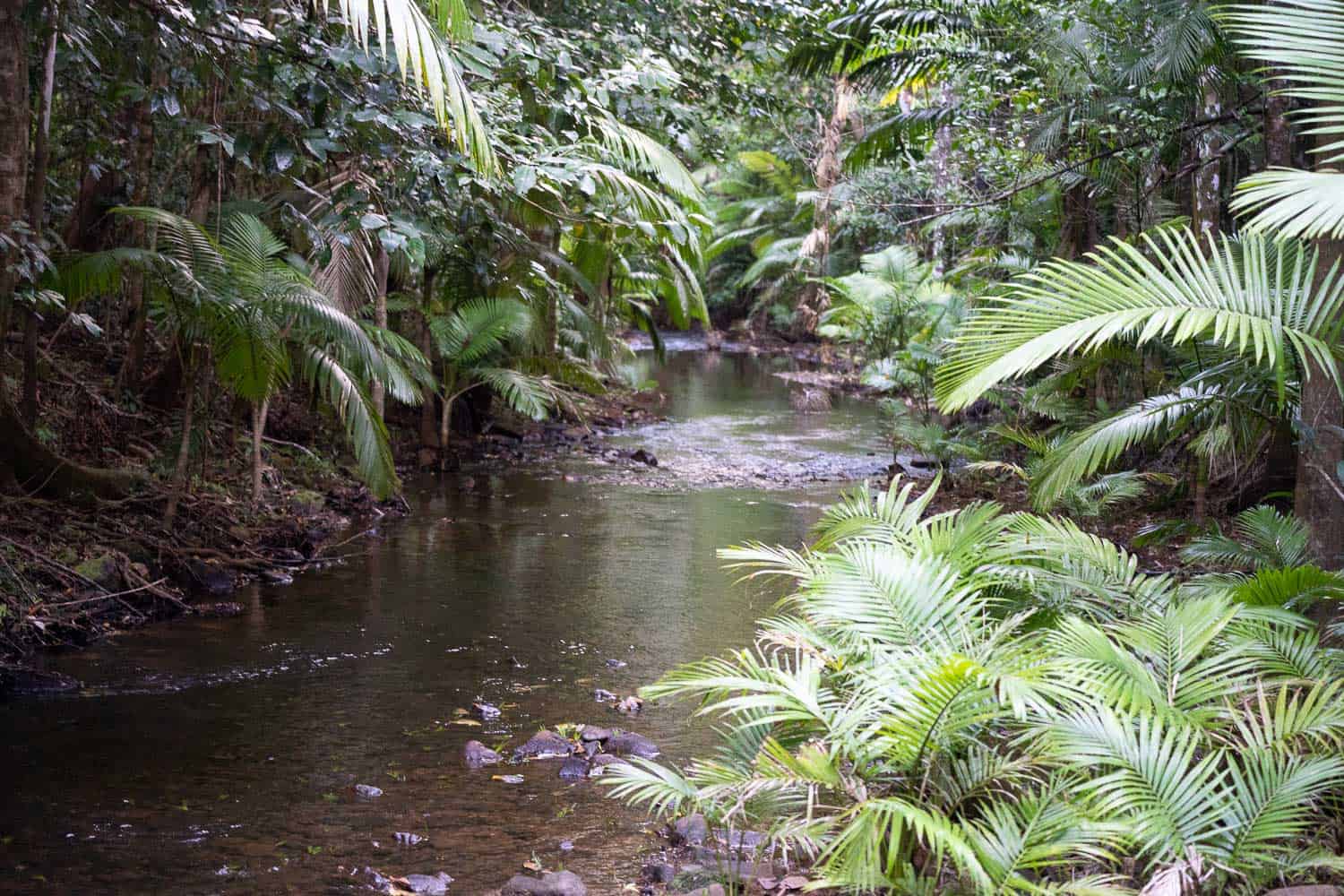 Rainforest along the Lacey Creek Walk, Mission Beach, North Queensland, Australia