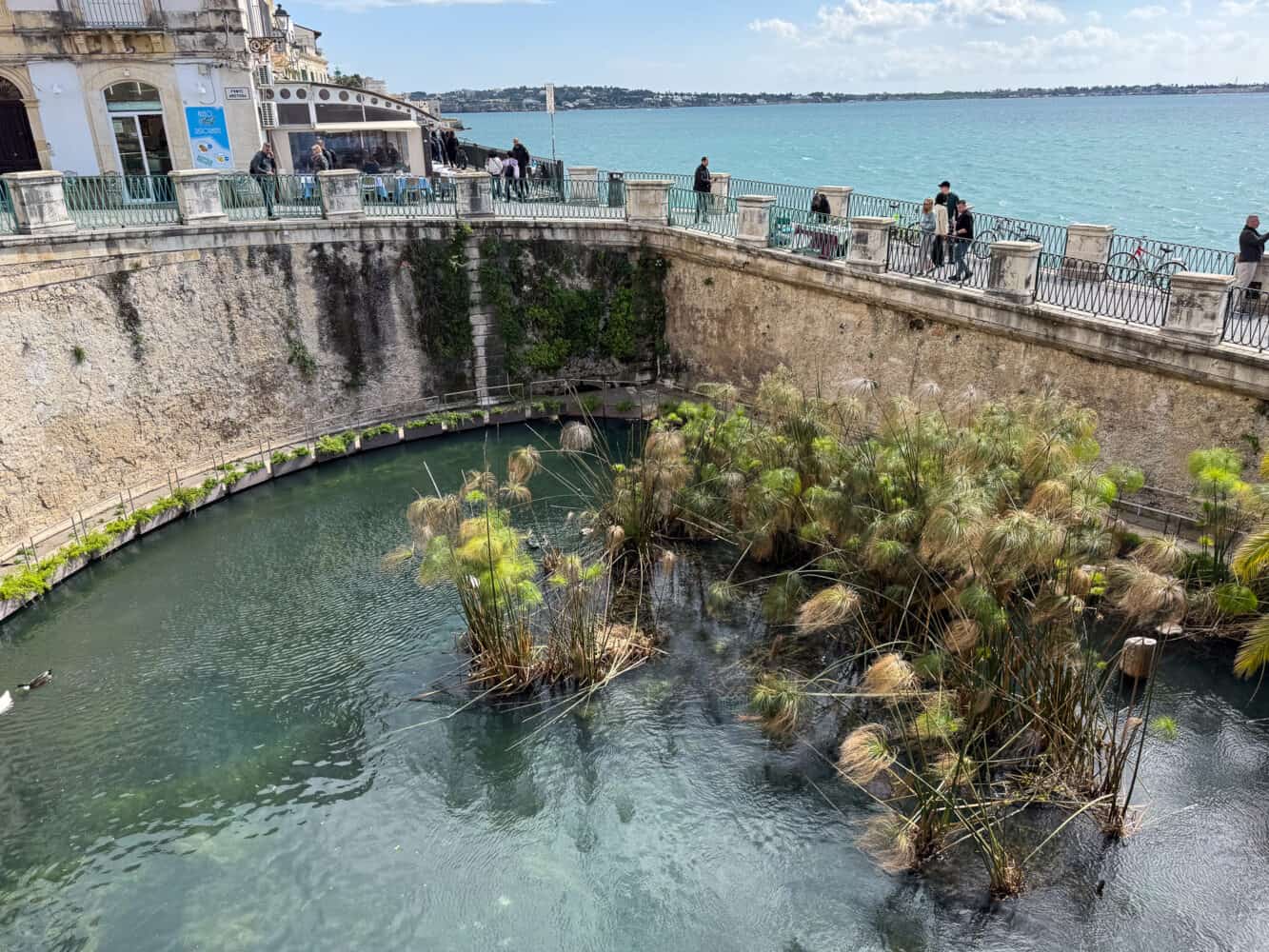 Papyrus growing at Fonte Aretusa, Syracuse, Sicily