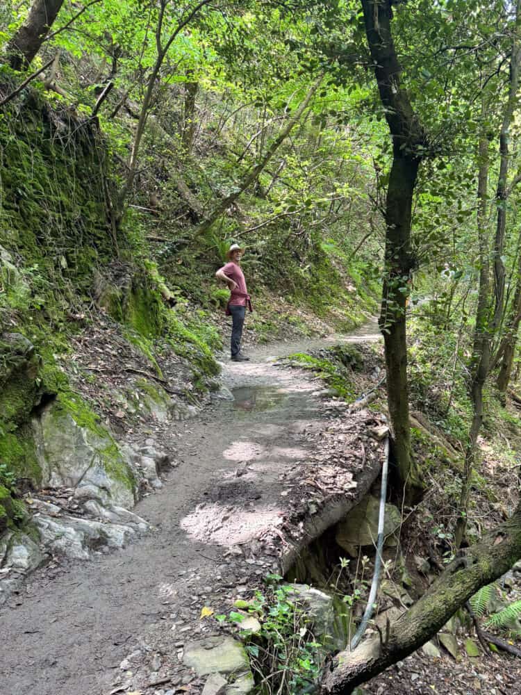 Forest section on the Corniglia to Manarola hike via Volastra in Cinque Terre, Liguria, Italy