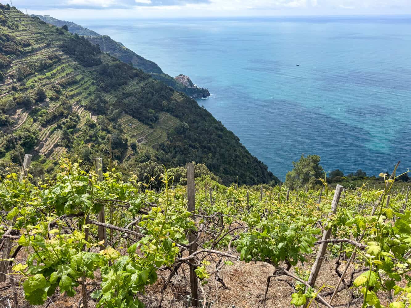 Vineyard views on the Corniglia to Manarola hike via Volastra in Cinque Terre, Liguria, Italy