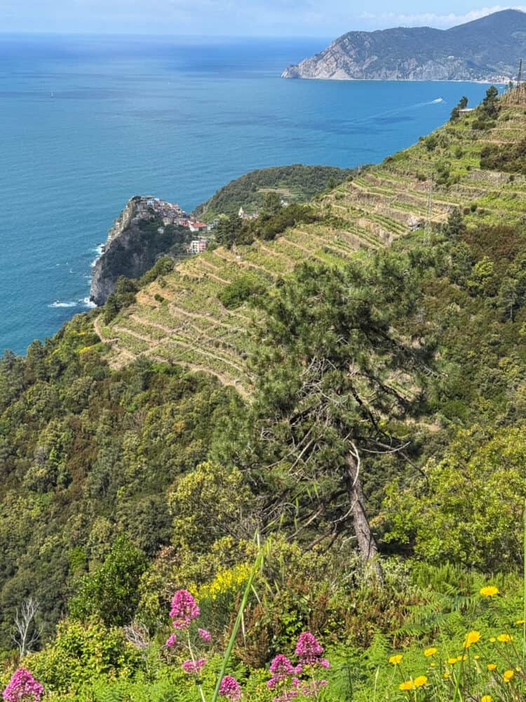 Corniglia village from the Corniglia to Manarola hike via Volastra in Cinque Terre, Liguria, Italy