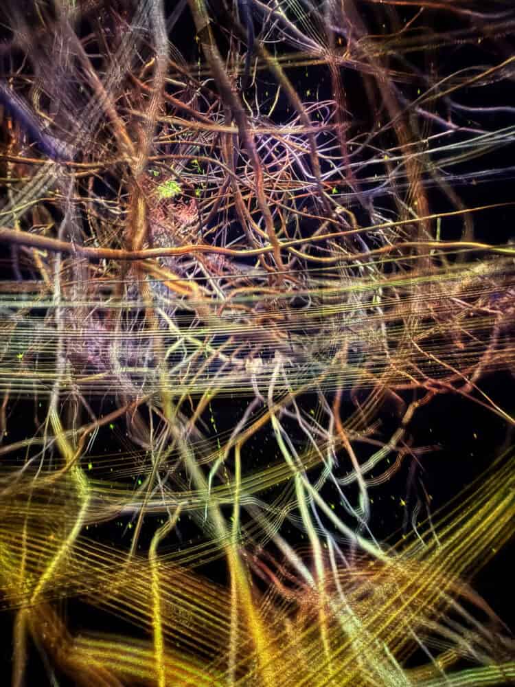 Traces of Light at TeamLab Biovortex Kyoto.