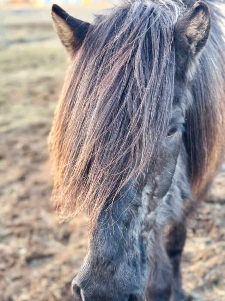 Icelandic horse at Akurgerdi stables in Olfus, Iceland. 