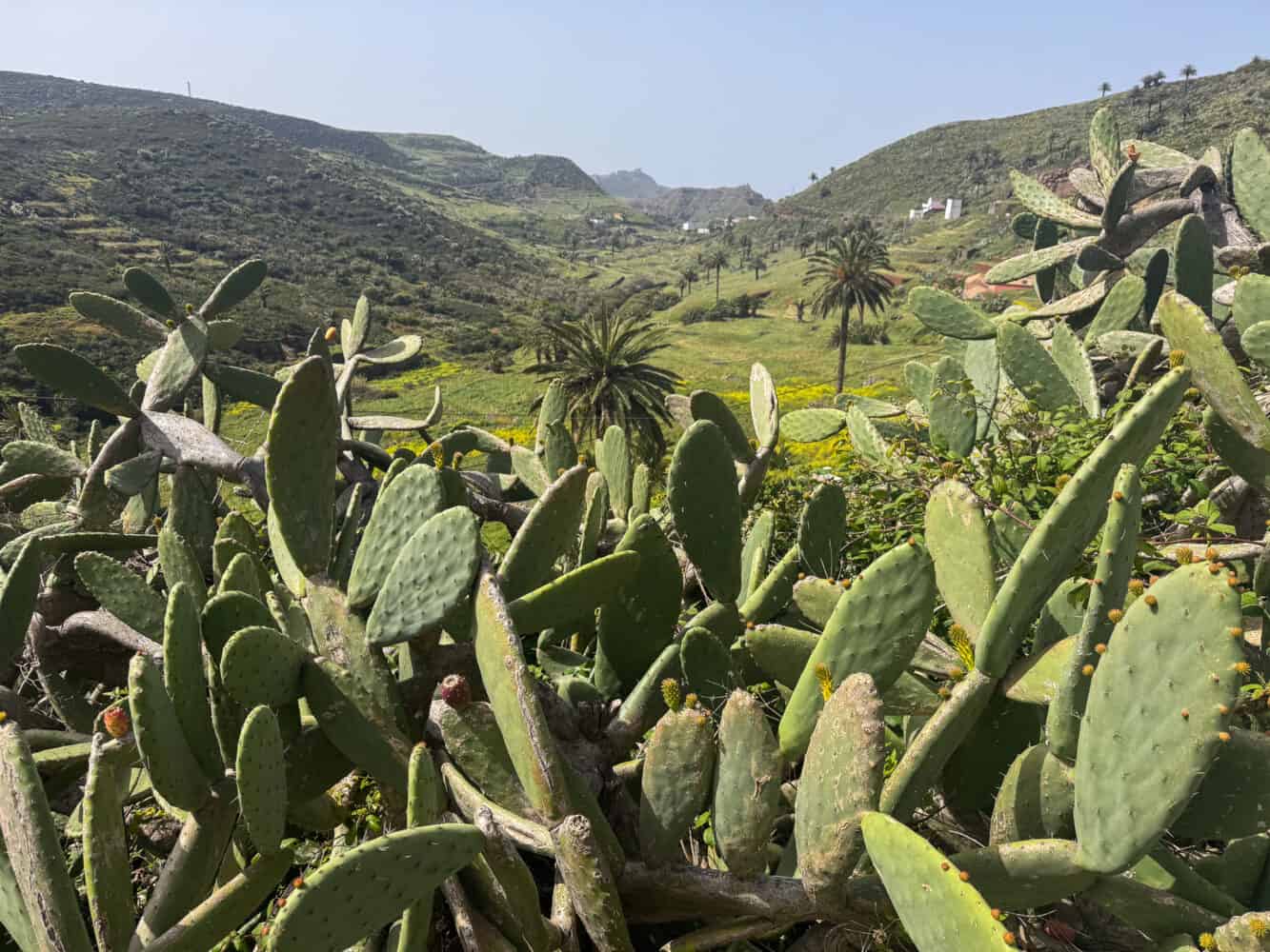 Cacti near Arure on La Gomera.