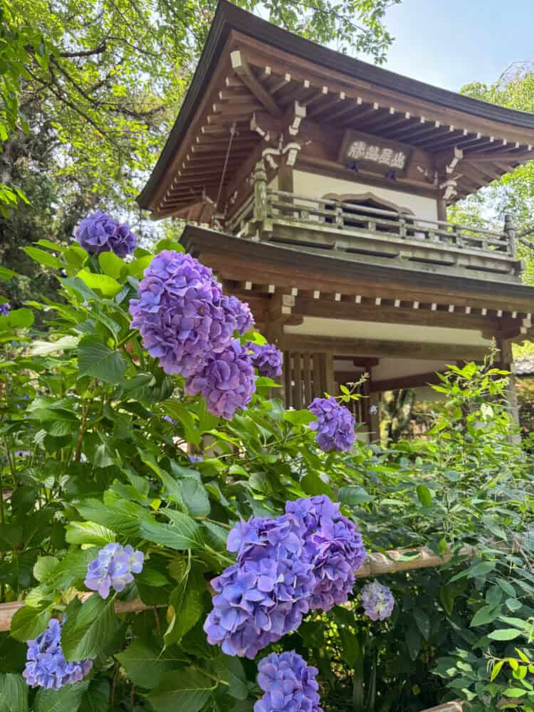 Hydrangeas at Jōchi-ji temple in Kita Kamakura, Japan.