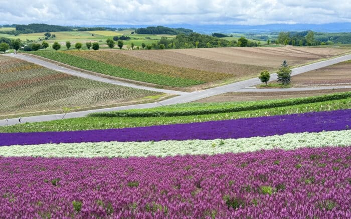 Panoramic Flower Gardens Shikisai-no-oka in Hokkaido in summer.